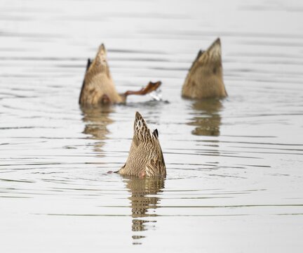 Mallard duck (Anas platyrhynchos), three females digging, with the head under the water surface on a pond, Thuringia, Germany