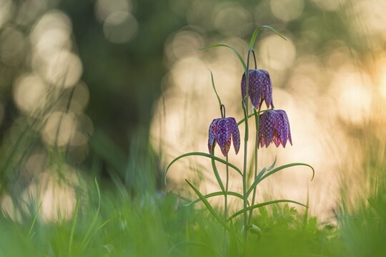 Snake's Head Fritillary (Fritillaria meleagris) in a wet meadow in spring, Berne, Lower Saxony, Germany