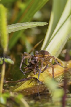 Fen raft spider (Dolomedes plantarius) adult female arachnid feeding on a male spider after mating on vegetation on the water surface of a pond in summer, England, United Kingdom