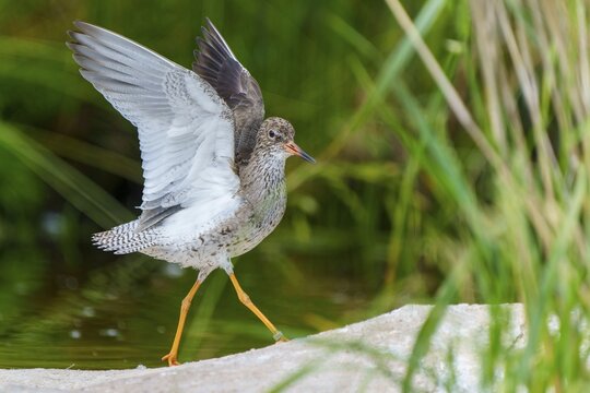 Bird with raised wings on a stone in a green natural environment, Redshank, (Tringa totanus), France