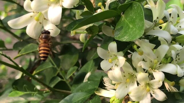 Honey bee collecting nectar from citrus flowers in a natural garden setting. Close view of insect activity, plant interaction, pollination process, biodiversity, and the essential role of bees