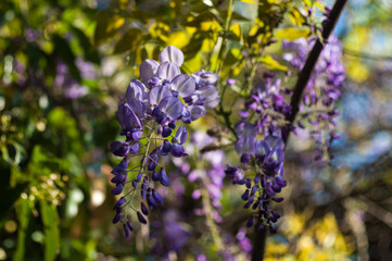 Obraz premium Macro photography of a purple wisteria flower cluster blooming under morning sunlight with soft blurred nature background.
