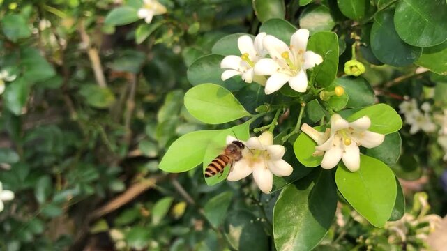 Honey bee landing on white citrus flowers in a natural garden. Footage showing insect behavior, nectar collection, plant interaction, pollination activity, biodiversity, and the vital role of bees