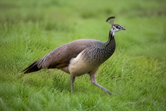 Peahen Walking Through Lush Grass Under Overcast Light Showcases Subtle Elegant Feather Detail Photography Scene