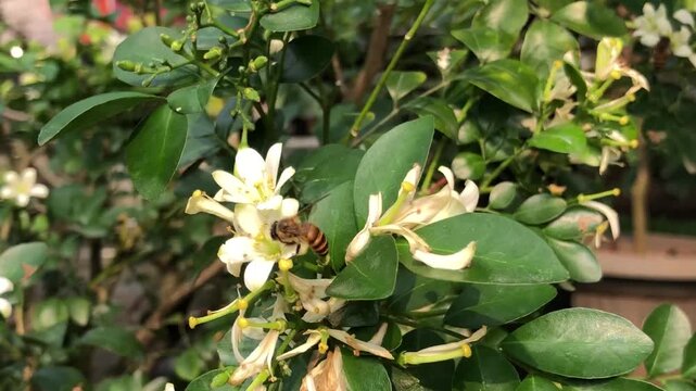 Honey bee collecting nectar from orange jasmine flowers surrounded by green foliage. Natural pollination footage showing insect behavior, plant interaction, tropical garden ecology, and biodiversity.