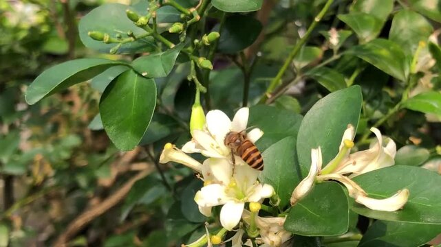 Honey bee gathering nectar from white orange jasmine flowers in a natural garden setting. Close view of insect pollination, plant interaction, green foliage, biodiversity, and ecological