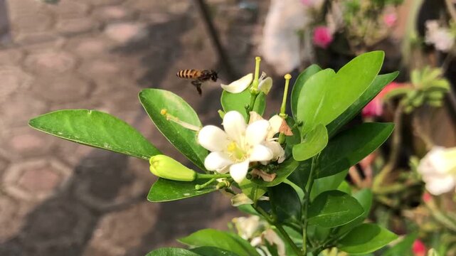 Honey bee resting on white orange jasmine flower while collecting nectar in a natural garden. Close wildlife footage showing pollination activity, insect behavior, botanical beauty,