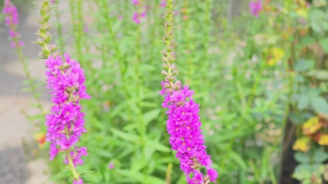 Closeup of Purple Loosestrife Spikes Blooming in Garden.
