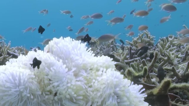 A captivating view of a vivid clownfish playfully moving among the tentacles of its anemone home. Other fish meander around the bleached reef and the vibrant blue ocean.