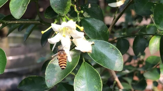 Natural footage of honey bee approaching and visiting white orange jasmine flower. Shows insect movement, floral interaction, pollination behavior, and biodiversity in a green outdoor environment.