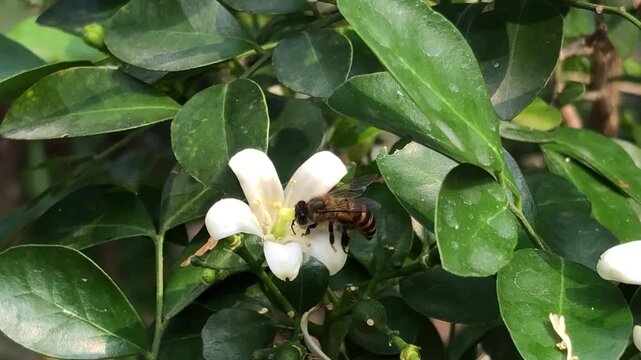 Close view of honey bee feeding on white orange jasmine flower surrounded by green leaves. Captures nectar collection, insect behavior, floral interaction, and natural pollination in outdoor habitat.