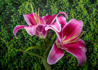 Obraz premium Beautiful vibrant pink lily flowers on green foliage background