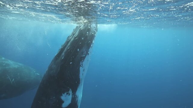 Witness the incredible movement of a humpback whale as it navigates the serene Pacific Ocean. The beauty of its slow motion captures the essence of ocean life and nature's wonder.