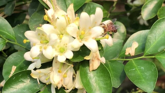 Honey bee approaching and landing on white orange jasmine flowers among green foliage. Natural insect movement captures floral attraction, biodiversity, and pollination activity in a garden