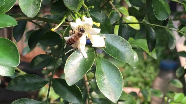 A honey bee approaches a white orange jasmine flower surrounded by green foliage. Natural insect flight and floral interaction captured in a garden environment for ecology, nature