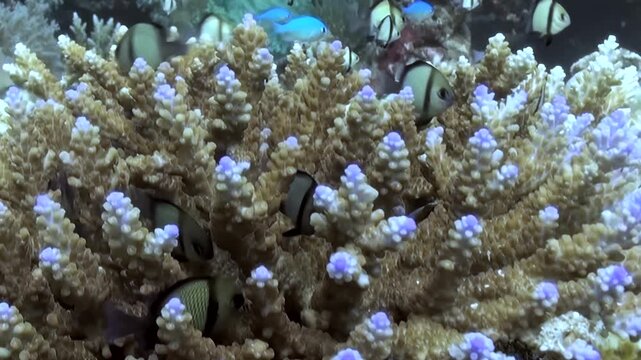 A lively gathering of Humbug Damselfish gracefully navigating a stunning coral formation. Its branches are a warm brown, tipped with luminous purple polyps, creating a majestic underwater spectacle.