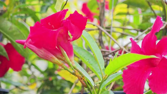 Red Mandevilla Flowers with Yellow Aphids on Bud Stems.
