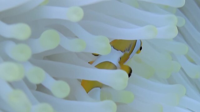 A radiant Clownfish playfully flits among the delicate tendrils of its anemone home, a dance of life under the crystal-clear Ocean waters. A beautiful symbiotic display in nature.