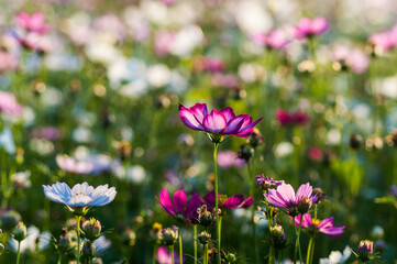 Beautiful scenic view of pink cosmos flowers blooming in a vibrant field under warm sunset backlight with soft bokeh. © YouXiang