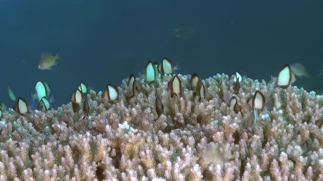 A multitude of black and white banded fish, possibly Humbug damselfish, flit and gather within the delicate branches of an active coral reef.