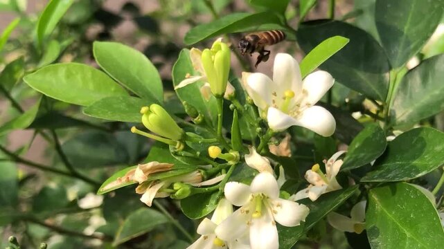 A honey bee approaches white kemuning flowers and searches for nectar in a green garden setting. Natural footage showing insect movement, floral interaction, pollination activity
