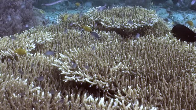 Pale, branching corals form a stunning underwater landscape. Schools of small, silvery fish weave through the intricate branches.