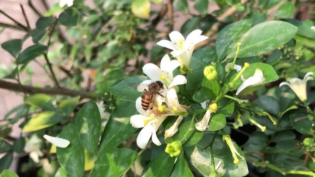 Honey bee landing on white kemuning flowers while collecting nectar in a natural garden environment. Close nature footage showing insect behavior, floral interaction, pollination process