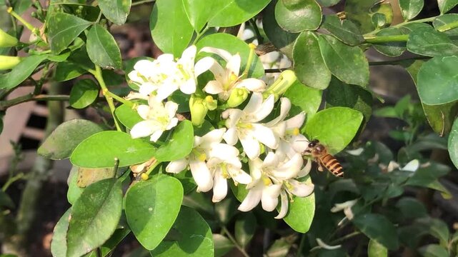 A honey bee explores white kemuning flowers while collecting nectar in a green garden. Natural footage showing pollination behavior, insect activity, botanical beauty, 