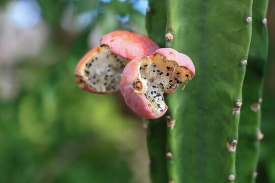 Ripe pink fruit of a Peruvian apple cactus split open on a green stem in Phoenix, Arizona, showing white pulp and black seeds