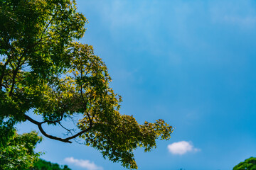 Fototapeta premium tree and sky