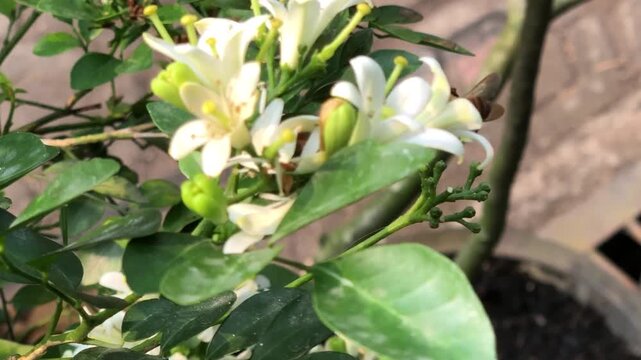 Close up of white kemuning flowers with green leaves and buds in a tropical garden. Natural botanical footage showing ornamental plant beauty, delicate blossoms, and peaceful outdoor scenery