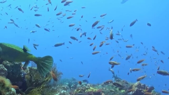 Swarming schools of brilliant fish navigate sun-drenched coral reef. This vibrant aquatic ecosystem, teeming with diverse marine life, is illuminated by clear daytime light. Parrotfish explores reef.