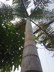 Fototapeta premium coconut palm tree