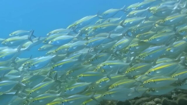 Massive school of silvery fish, adorned with vibrant yellow stripes, gracefully moves as one through clear, blue ocean. Their synchronized swimming paints aquatic ballet in sunlit marine realm.