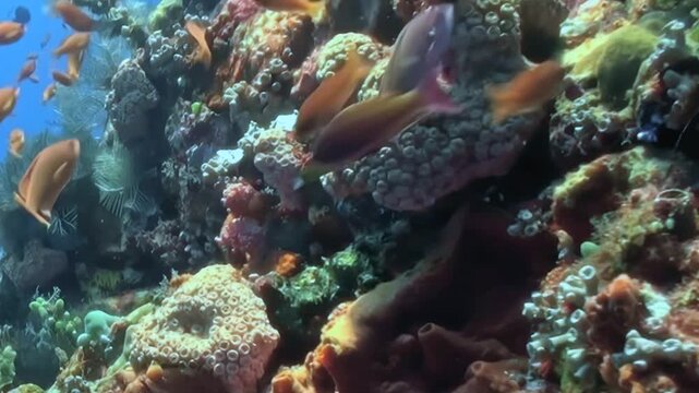 Lively orange fish navigate a magnificent coral reef ecosystem. This vibrant underwater vista presents a thriving marine environment, abundant with diverse life and brilliant colors.
