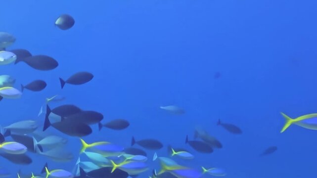 Numerous vibrant fish and darker schooling fish navigate through the vast, clear blue depths of the daytime ocean. An aquatic ballet of finned wonders.