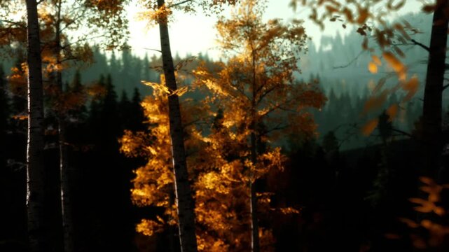 Trees showcase bright colors in a forest during early morning. Golden leaves contrast against dark green trees in the background. Light filters through the branches.