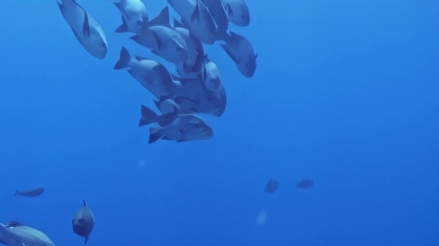 Numerous silver fish swim together forming a large, dynamic school. They glide effortlessly through the clear, deep blue ocean water during the day, displaying natural beauty.