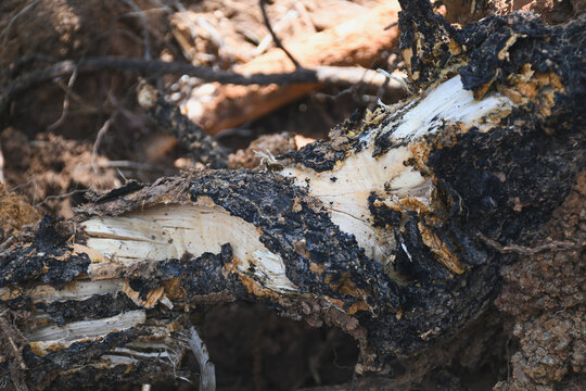 Broken tree root exposed in the soil.