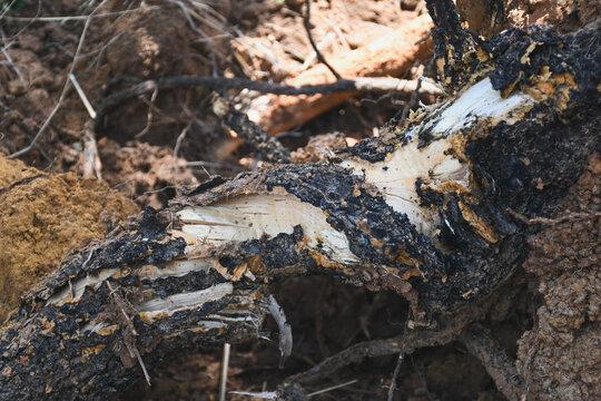 Broken tree root exposed in the soil.