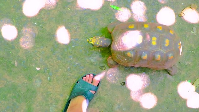 Argentine Chaco tortoise turtle turtles crawling between feet tropical Brazil.