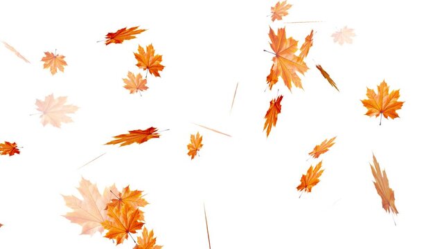Maple Leaf falls animation. Autumn maple leaves fall in the background. falling maple autumn leaves loop animation, Falling autumn leaves backgrounds - isolated and loopable
