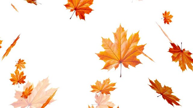 Maple Leaf falls animation. Autumn maple leaves fall in the background. falling maple autumn leaves loop animation, Falling autumn leaves backgrounds - isolated and loopable
