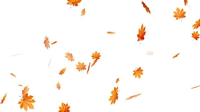 Maple Leaf falls animation. Autumn maple leaves fall in the background. falling maple autumn leaves loop animation, Falling autumn leaves backgrounds - isolated and loopable