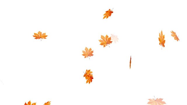 Maple Leaf falls animation. Autumn maple leaves fall in the background. falling maple autumn leaves loop animation, Falling autumn leaves backgrounds - isolated and loopable