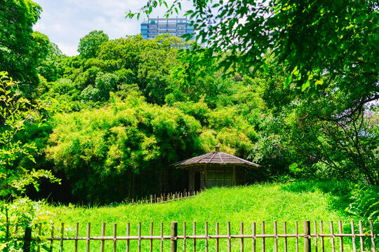 house in the woods