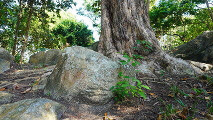 Low angle view of a large tree trunk and granite boulder surrounded by small green sprouts on dry soil. © Ahmad