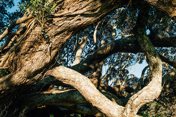 Naklejka premium Native forest and bush of New Zealand