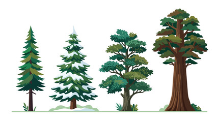 Fototapeta premium Collection of four different pine trees with varying heights and lush green foliage on a plain white background