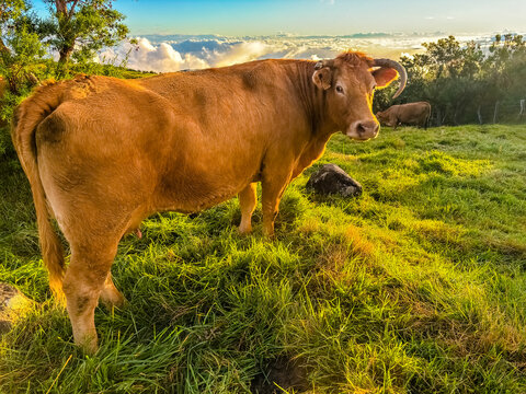 Vache limousine 